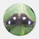 Suche nach tropischer schmetterling magnete Blau