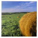 Suche nach heu fliesen Bauernhof