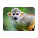 Suche nach amazonas magnete Tier