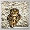 Suche nach braune eule poster Tiere