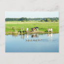 Suche nach enten foto postkarten Tiere