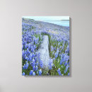 Suche nach lupine leinwandbilder Blüte