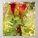 Suche nach seltene poster Blume