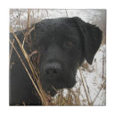 Suche nach jagdhund fliesen Labrador retriever