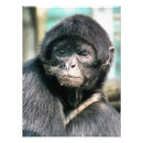 Suche nach monkeys poster Tier