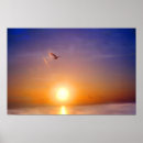 Suche nach bunter vogel poster Sonnenuntergang