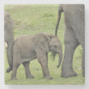 Suche nach afrikanischer elefant untersetzer Loxodonta africana
