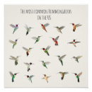 Suche nach kolibris poster Vogel