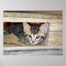 Suche nach verstecken poster Tiere