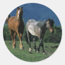 Suche nach wild mustang aufkleber Reiter