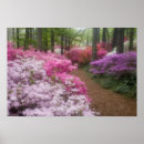 Suche nach azalee poster Flora