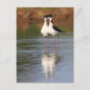 Suche nach stil postkarten Vogelvogel