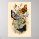 Suche nach vintage butterfly poster Natur