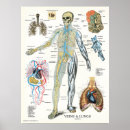 Suche nach venen poster Anatomie