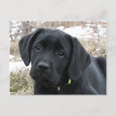 Suche nach schwarzer labrador retriever welpe postkarten Schwarzes labor