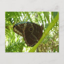 Suche nach blauer morpho schmetterling postkarten Tropisch