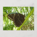Suche nach blauer morpho schmetterling postkarten Blauschmetterling