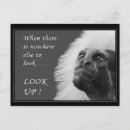 Suche nach tamarin postkarten Wild