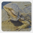 Suche nach bärtigen aufkleber Drache