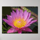 Suche nach limousine poster Blume