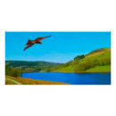 Suche nach bussard poster Tierwelt