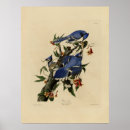 Suche nach bluebird poster Natur