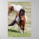Suche nach shetland pony poster Braun