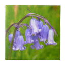 Suche nach bluebell fliesen Blume