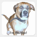 Suche nach rambo Haustier