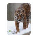 Suche nach sumatran wohnen zuhause Smithsonian