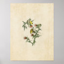Suche nach goldschmied poster Audubon