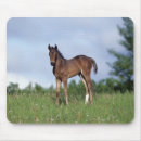 Suche nach das gras mousepads Thoroughbred