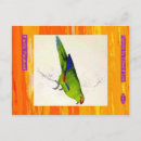 Suche nach parakeets postkarten Für alle