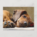 Suche nach trauriger hund postkarten Für haustiere