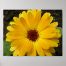 Suche nach ringelblumen poster Blumig