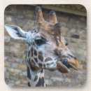 Suche nach zunge untersetzer Tiere