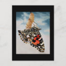 Suche nach chrysalises Natur