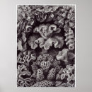 Suche nach ernst poster Natur
