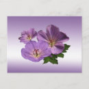 Suche nach geranium postkarten Botanisch