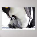Suche nach penguin poster Antarctica
