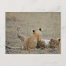 Suche nach panthera löwe postkarten Horizontal