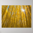 Suche nach forst poster Wald