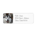 Suche nach heisere Sibirischer husky
