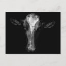 Suche nach viehzüchter postkarten Kuh