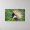 Suche nach lustige vögel leinwandbilder Tiere