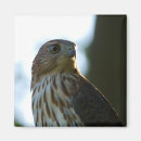 Suche nach falken magnete Raubvögel