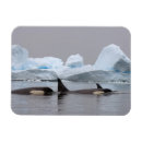 Suche nach orca magnete Tierwelt