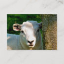 Suche nach lamm visitenkarten Tiere