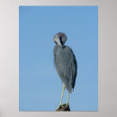 Suche nach egretta Heron