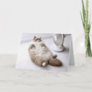Suche nach ragdoll katze karten Für alle